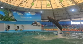 عرض دلافين في محمية دولفين باي في بوكيت تايلند