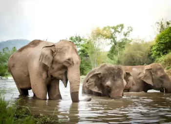 فيلة تستحم في المياه داخل محمية الفيلة من أفضل 10 أنشطة في بوكيت 2026