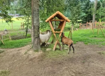 أطفال يتعلمون ويتفاعلون مع الحيوانات