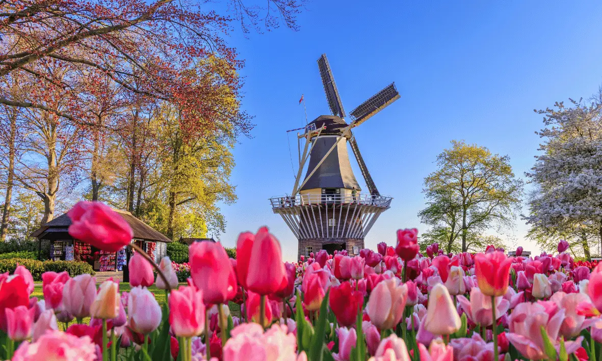 طاحونة هواء تقليدية في هولندا تحيط بها حقول التوليب الوردية في فصل الربيع