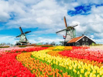 حقول التوليب الملونة في هولندا خلال فصل الربيع مع طواحين هواء تقليدية