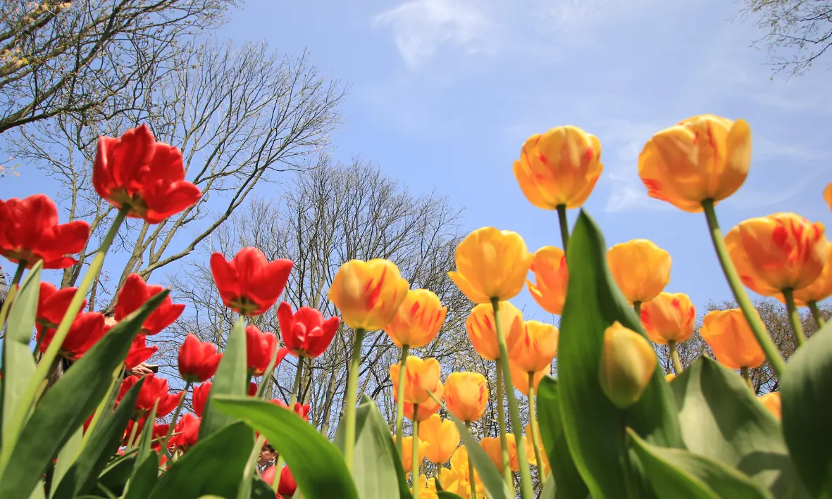 موسم التوليب في هولندا (نذرلاند) داخل حديقة كيوكنهوف 2026